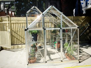 Greenhouse 8